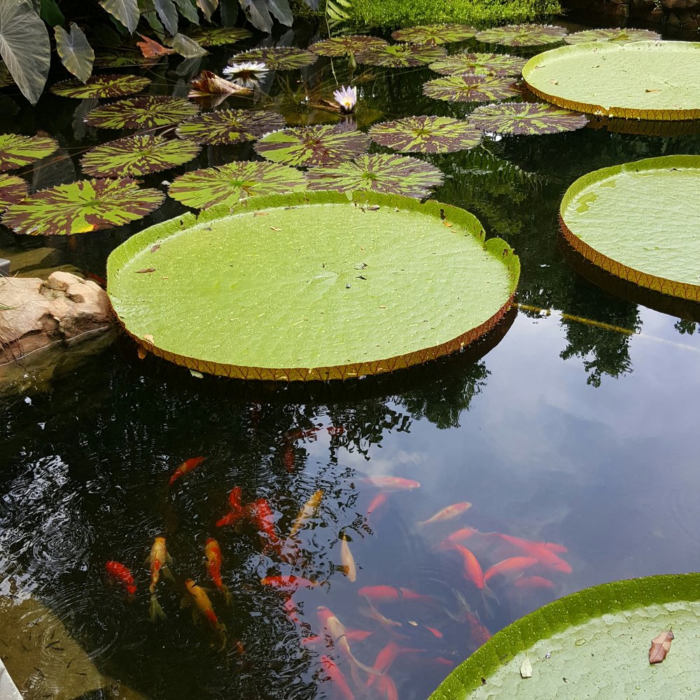 Nelson Water Gardens Nursery 69 Photos 21 Reviews Nurseries Nelson Water Gardens