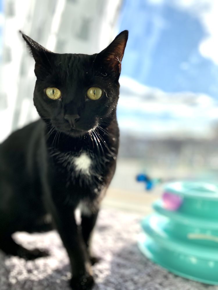 Purr Life Luxury Cat Resort & Grooming