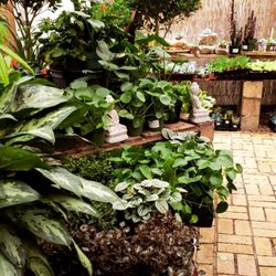 Top 10 Best Fruit Tree Nursery In Austin Tx Last Updated April Green N Growing