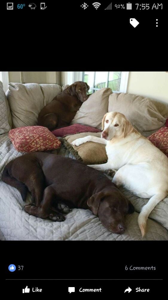 Love Pet Sitting