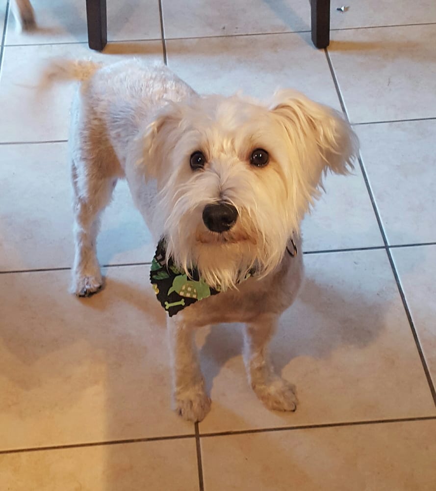 Happy Tails Pet Groomers 10 Commerce St, Harrington, DE Phone Number Yelp