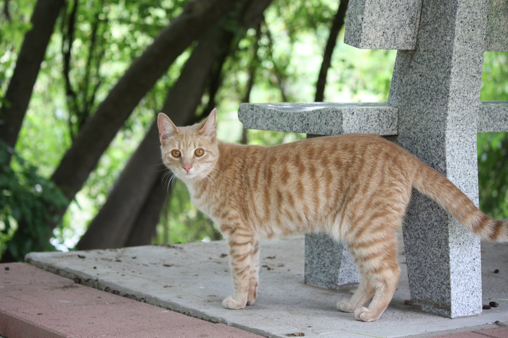 The Cat House On Kings 88 Photos 90 Reviews Animal The Cat House On