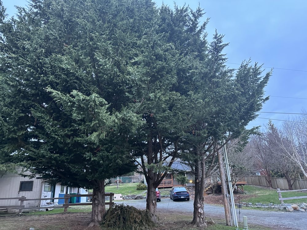 i've got a guy tree service