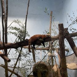 Birmingham Zoo photo