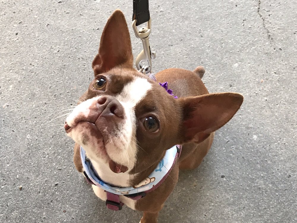 パリ ペットショップランキング 旅ゲート