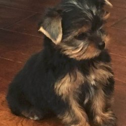 yorkie breeders in ny let s talk yorkie pet breeders bellmore ny united states phone number yelp yorkie breeders in ny let s talk yorkie pet breeders bellmore ny united states phone number yelp