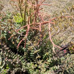 A R Nursery Nurseries Gardening 7950 Graves Ave Rosemead Photo Of A R Nursery Rosemead Ca United States D Succulents