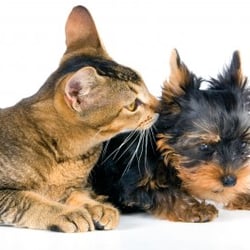 chilhowee veterinary clinic veterinarians 821 montvale rd animal works maryville tn
