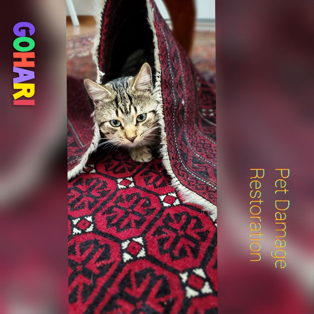 Gohari Oriental Rugs Service