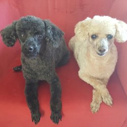 Haute Dog Walla Walla Reviews Haute Dog Walla Walla Reviews
