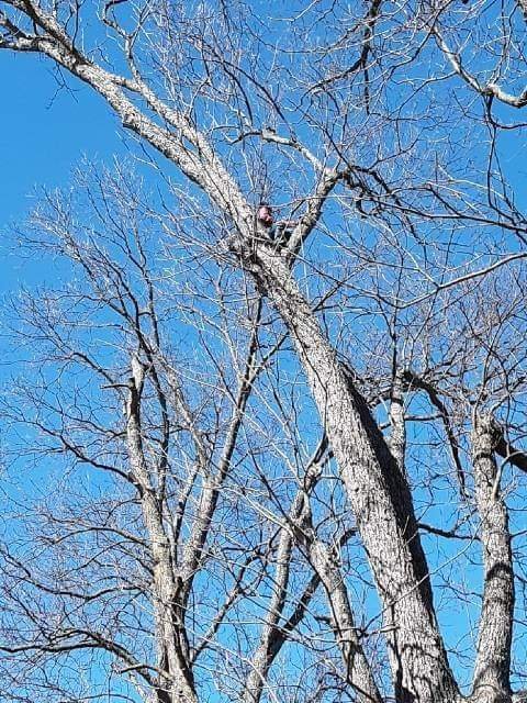 Sampley & Son Tree Experts