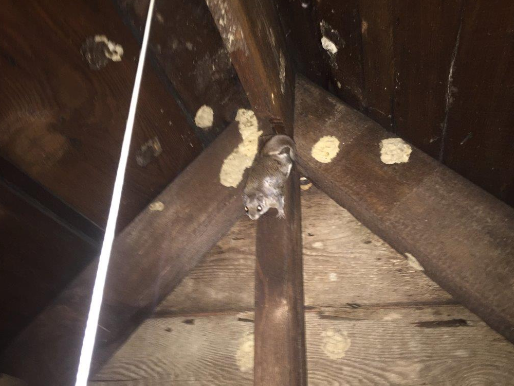 Critter Control -Spring House