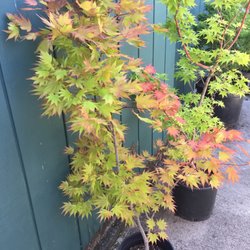 Momiji Nursery 12 Photos 18 Reviews Nurseries Gardening Photo Of Momiji Nursery Santa Rosa Ca United States Autumn Moon