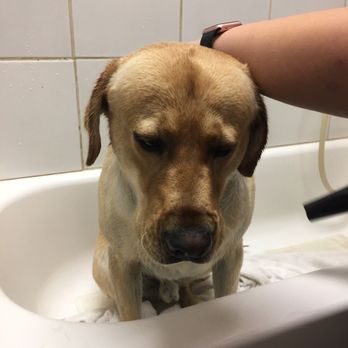 scrubby puppy scrubby puppy pet wash salon 87 photos 186 reviews pet groomers 1125 e 16th scrubby puppy scrubby puppy pet wash salon 87 photos 186 reviews pet groomers 1125 e 16th
