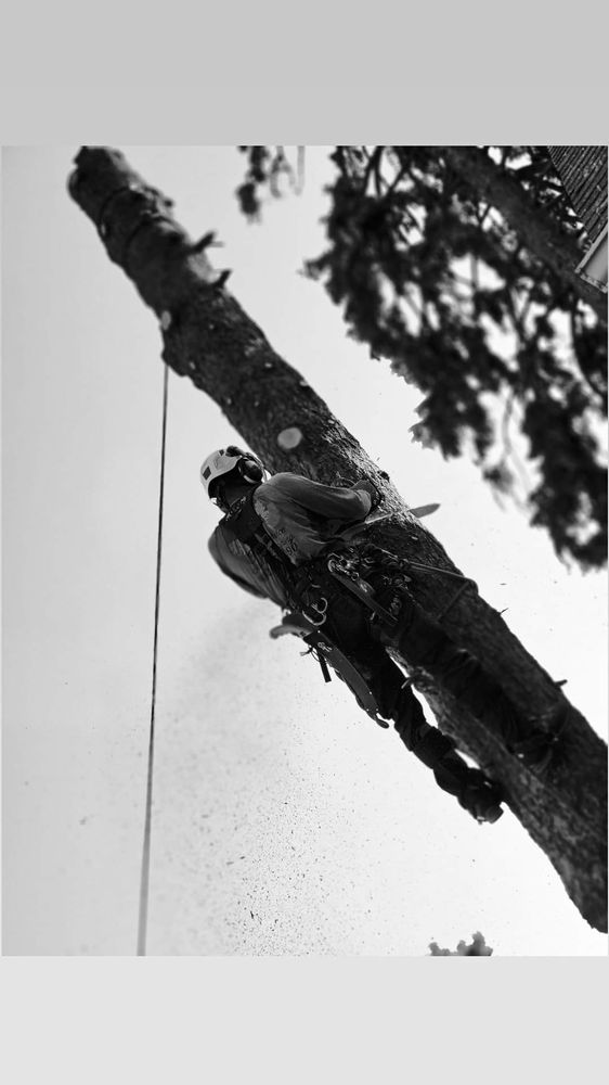 M&A Tree Service And Landscaping