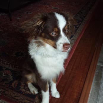 australian shepherd puppies los angeles unleashed by petco 25 photos u0026 59 reviews pet stores 19339 australian shepherd puppies los angeles unleashed by petco 25 photos u0026 59 reviews pet stores 19339