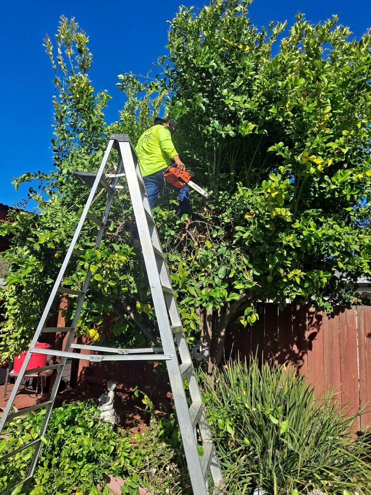 Juan Landscaping & Gardening Service