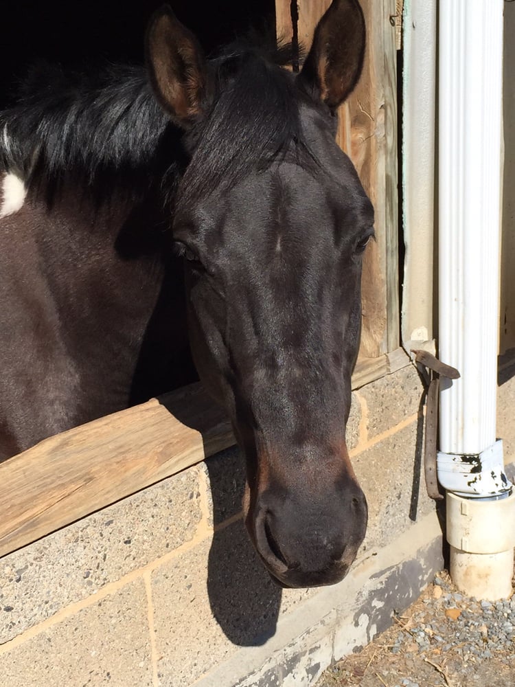 Potomac Horse Center 21 Reviews Horseback Riding 14211 Quince