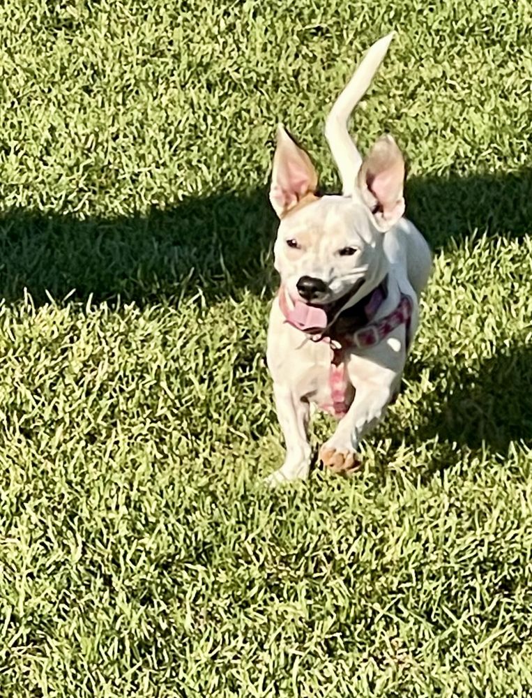 Westminster Dog Park