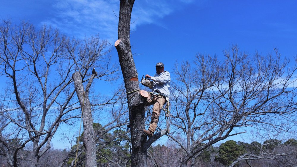 Longview Tree Service