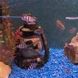Trop Aquarium 38 Photos 63 Reviews Local Fish S 3125 E Photo Of Trop Aquarium Las Vegas Nv United States Fontosa Cichlids