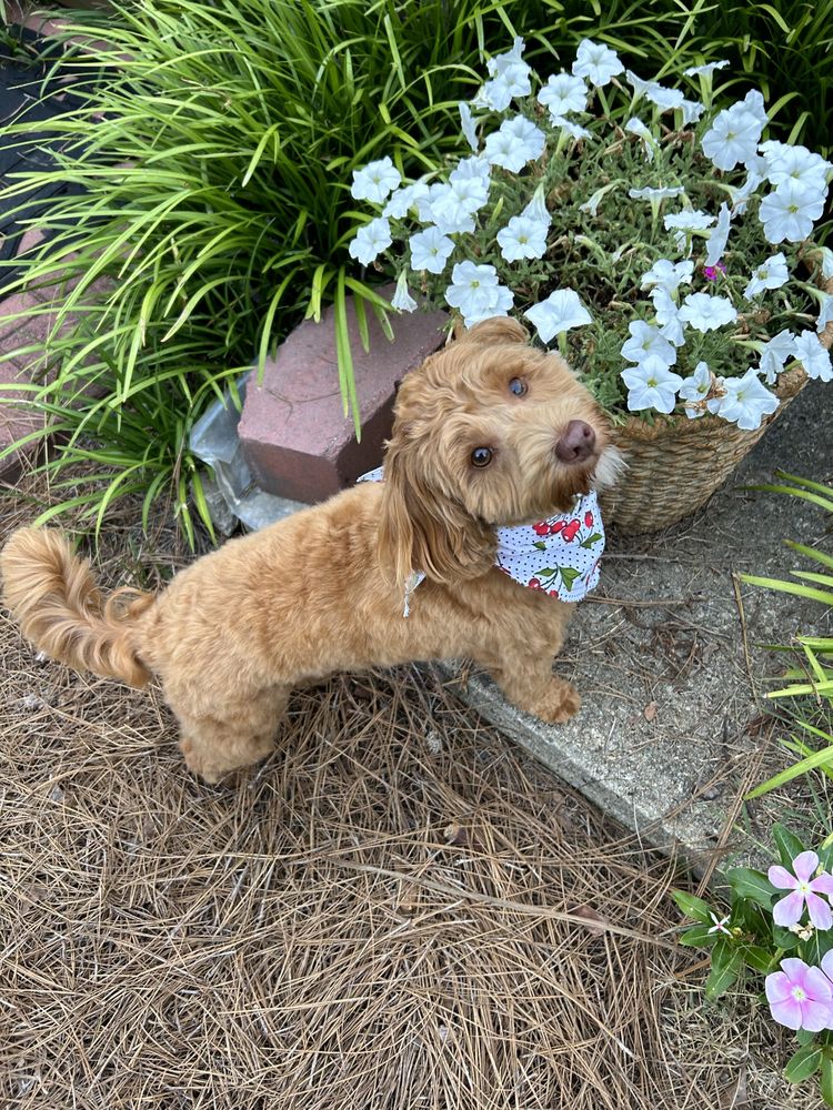 Kalico Luxury Dog Spa