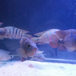 aquatics exotics 48 photos