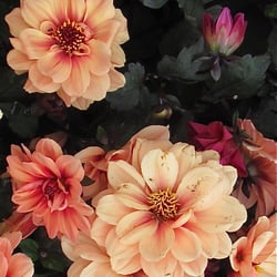Agua Fria Nursery 19 Reviews Nurseries Gardening 1409 Photo Of Agua Fria Nursery Santa Fe Nm United States There Are