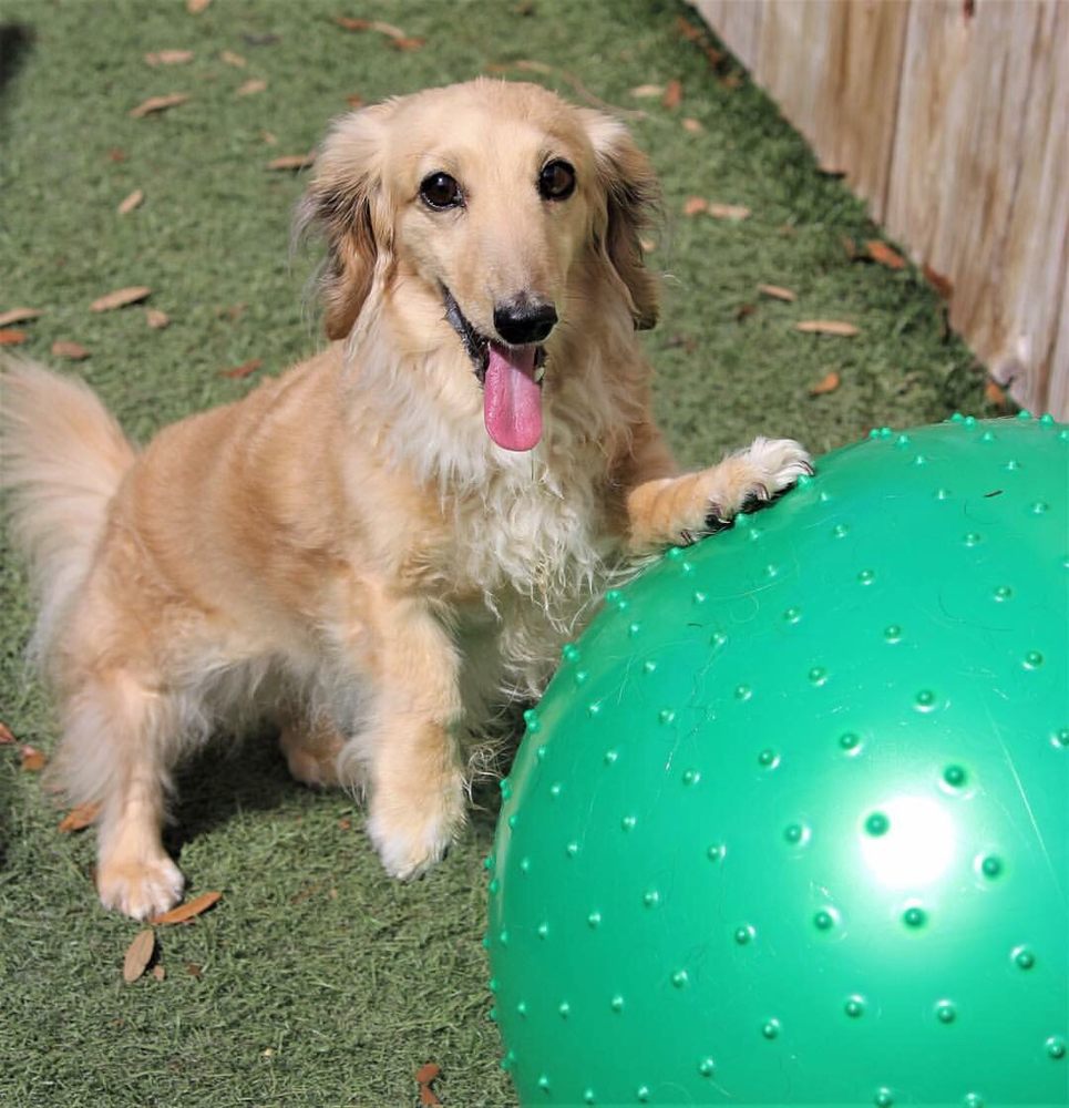 Pet Paradise 19 Photos & 12 Reviews Pet Groomers 2021 Pine Ridge