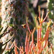 Sunset Nursery 198 Photos 242 Reviews Nurseries Gardening Tillandsias Photo Of Sunset Nursery Los Angeles Ca United States