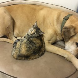 Fresno Pet Er 14 Photos 74 Reviews Veterinarians 7375 N Palm