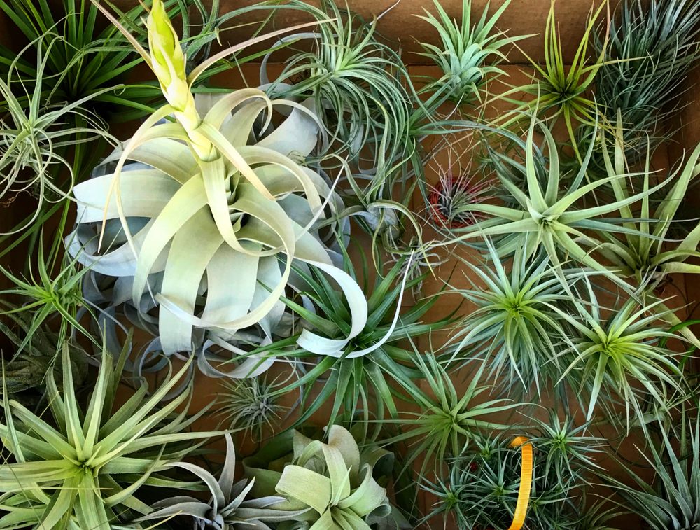 Air Plant Hub Nurseries & Gardening Vacaville, CA Yelp