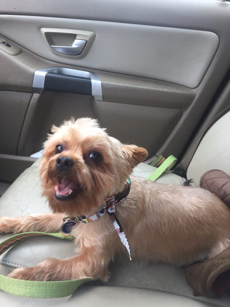 Whiskers Pet Shop & Grooming - Pet Groomers - 68 W Blackwell St, Dover