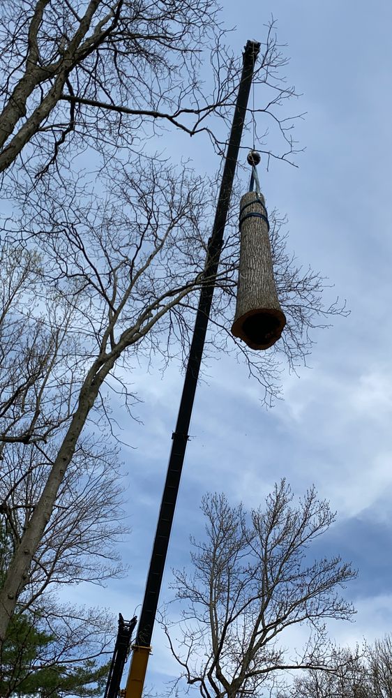 Almstead Tree & Shrub Care Co