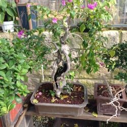 Plant Nursery Arlington Tx Thenurseries Plant Nursery Arlington Tx Thenurseries
