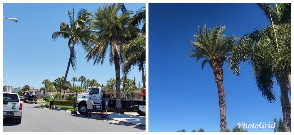 El Cheapo Tree Service
