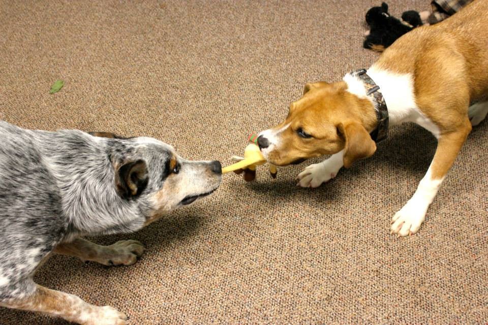 Spring Forth Dog Academy Reviews Spring Forth Dog Academy Reviews