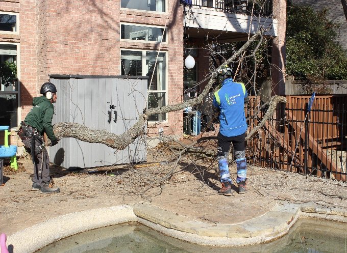 Advanced Tree & Shrub Care