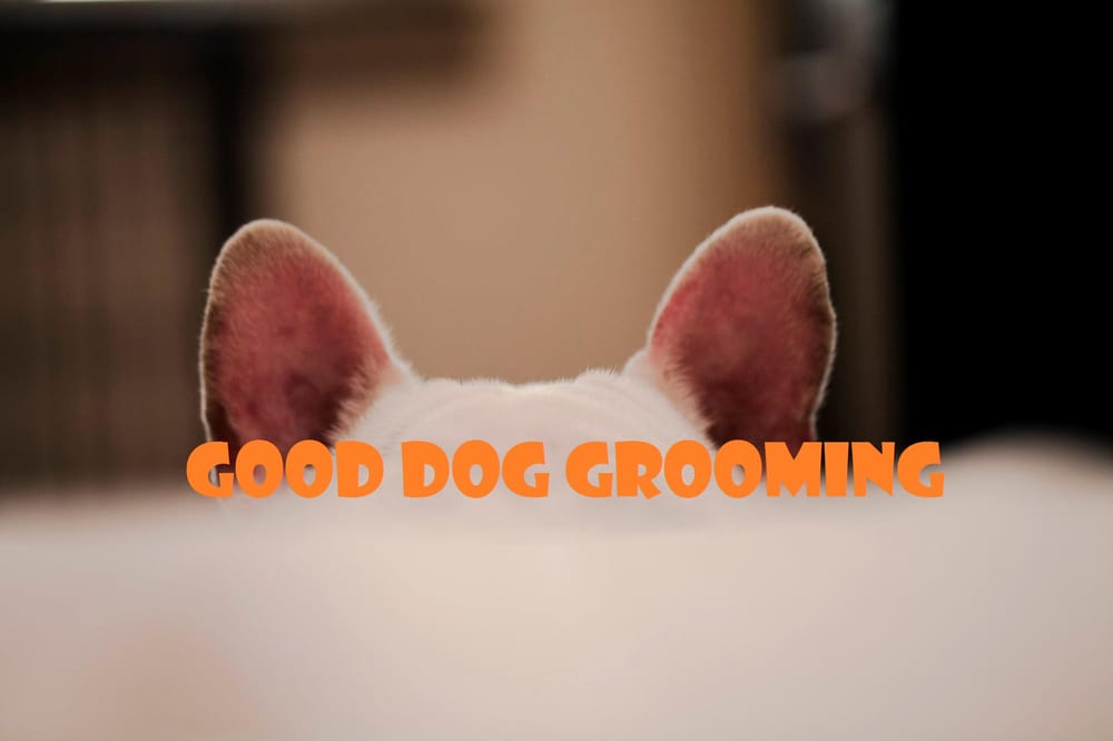 Good Dog Grooming Shop 42 Photos & 56 Reviews Pet Groomers 11394