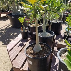 Civano Nursery Inc 91 Photos 26 Reviews Nurseries Gardening Photo Of Civano Nursery Inc Tucson Az United States 25 Desert Rose