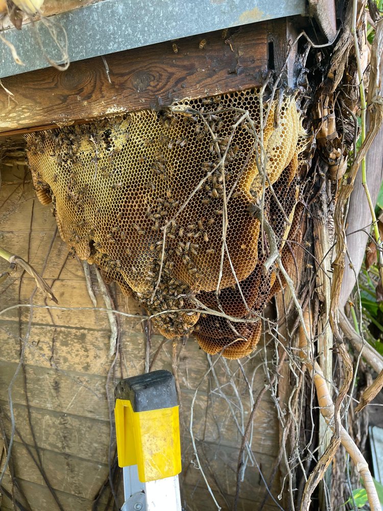 Bee Removal