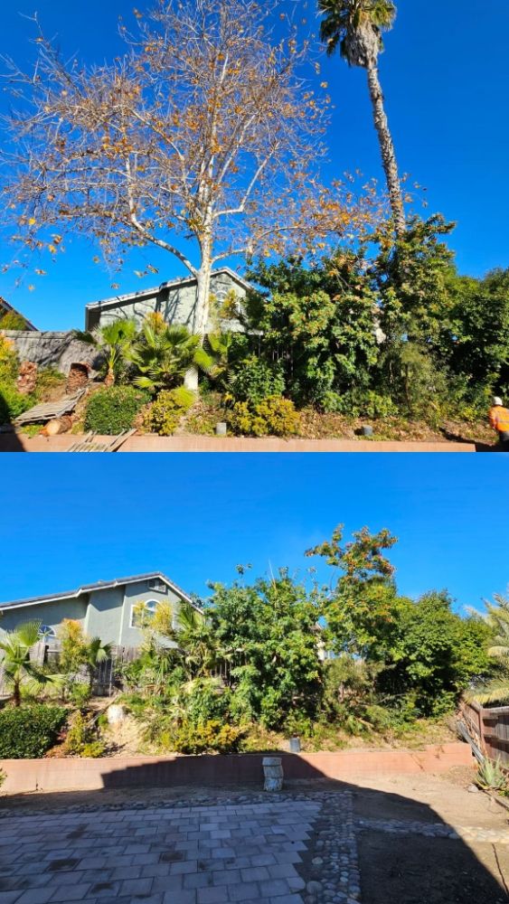 Joel's Tree Service