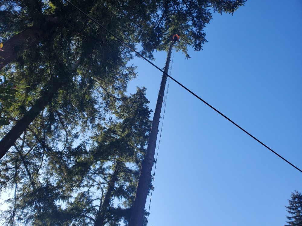 Vegas Brothers Tree Services & Landscaping