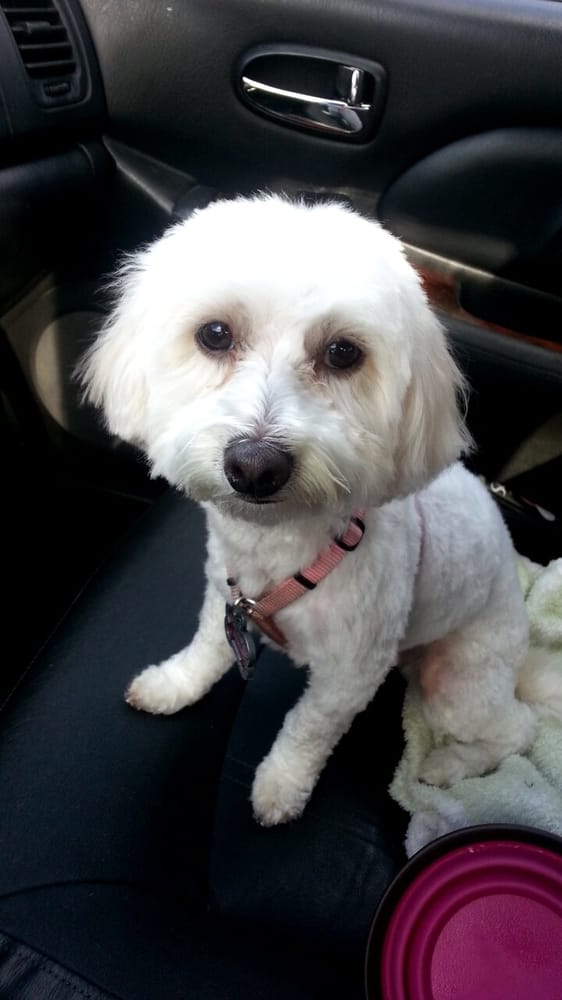 Plaza Grooming 27 Reviews Pet Groomers 24 10th St, Santa Rosa, CA