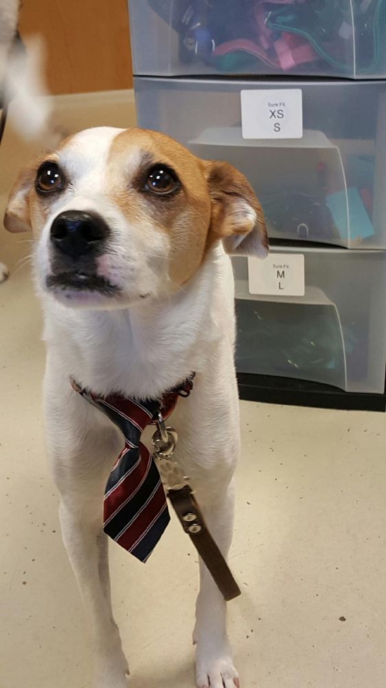 Blair Animal Clinic 17 Photos Veterinarians 3662 N 250th W, West