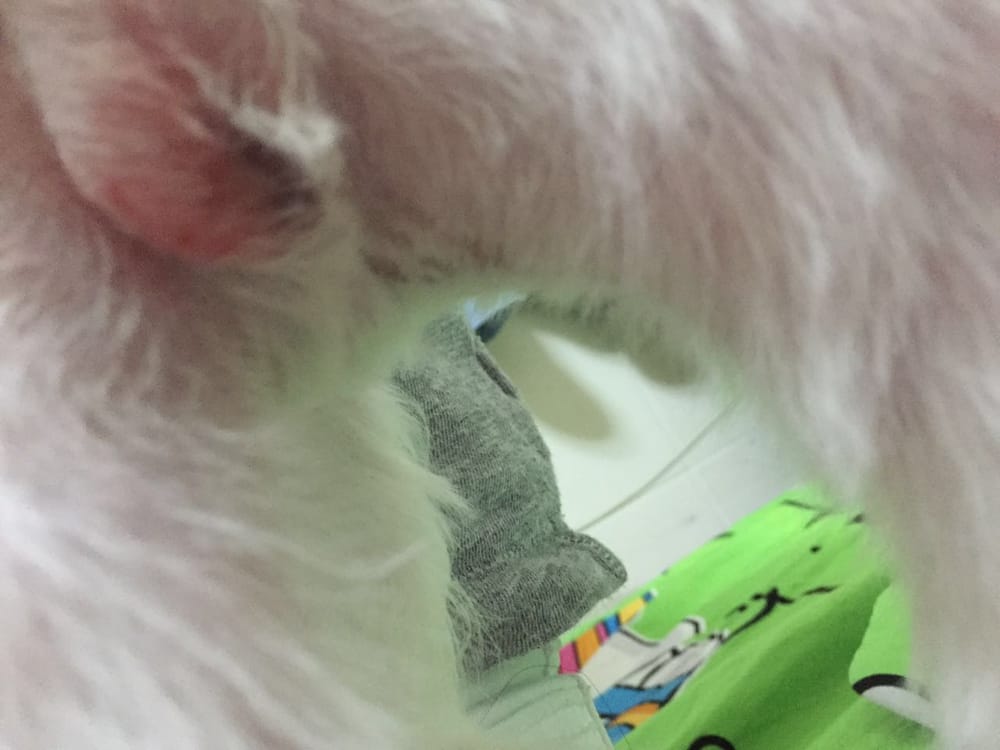 Razor Burn On Puppy S After Grooming Yelp Photo Of Vanity Pups Boutique Bayside Ny United States Razor Burn On