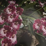 Orchid Show - Fort Lauderdale Orchid Society - 49 Photos - Festivals
