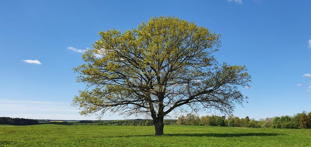 Parton Tree Services