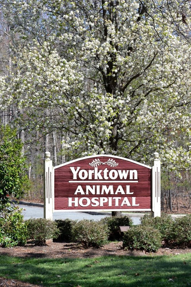 Yorktown Animal Hospital Veterinarians 2400 Fort Eustis Blvd