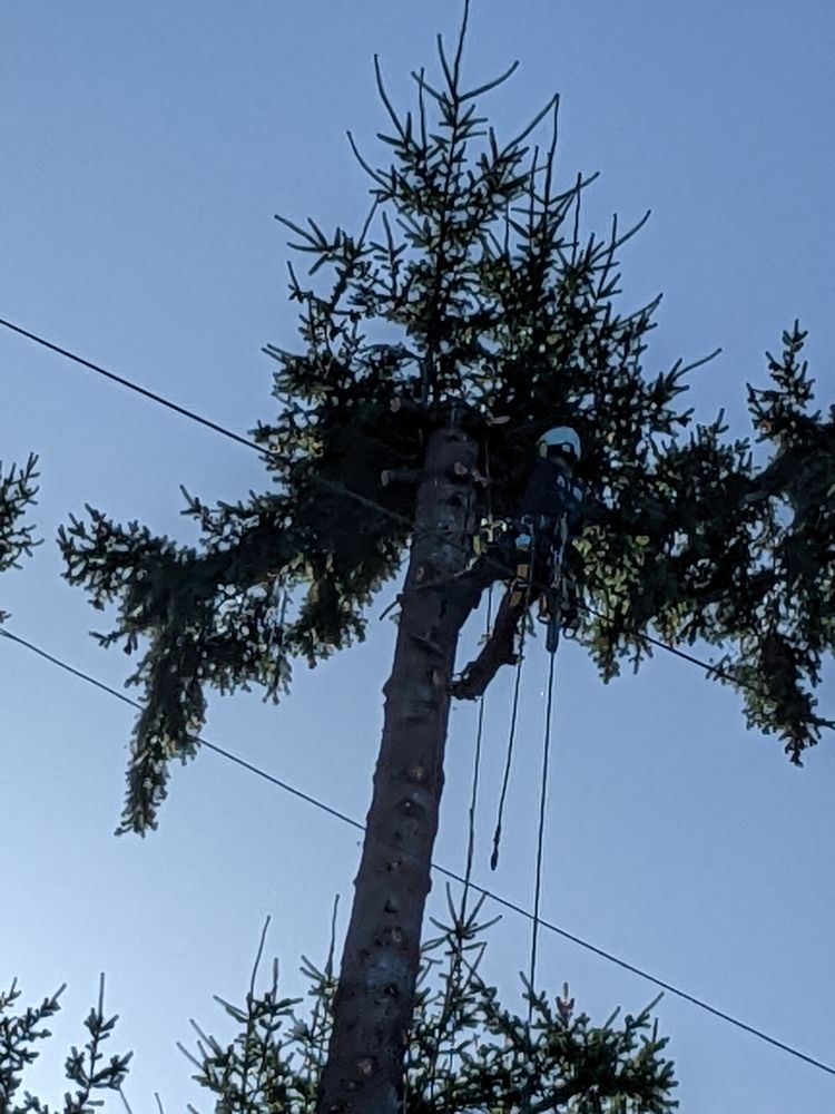 Praxedes Tree Removal
